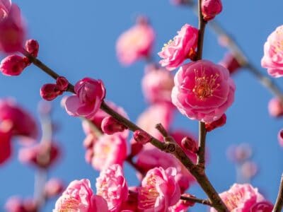 A Discover The National Flower of China: The Plum Blossom