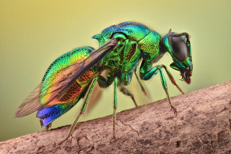 jewel wasp