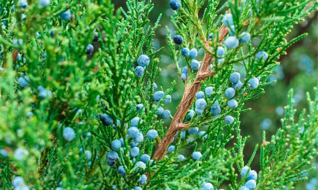 juniper berries close up
