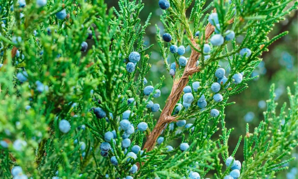 Juniper Vs Cedar 5 Key Differences A Z Animals   Juniperus Virginiana Branches With Fruits Closeup Picture Id1349974256 1024x614 