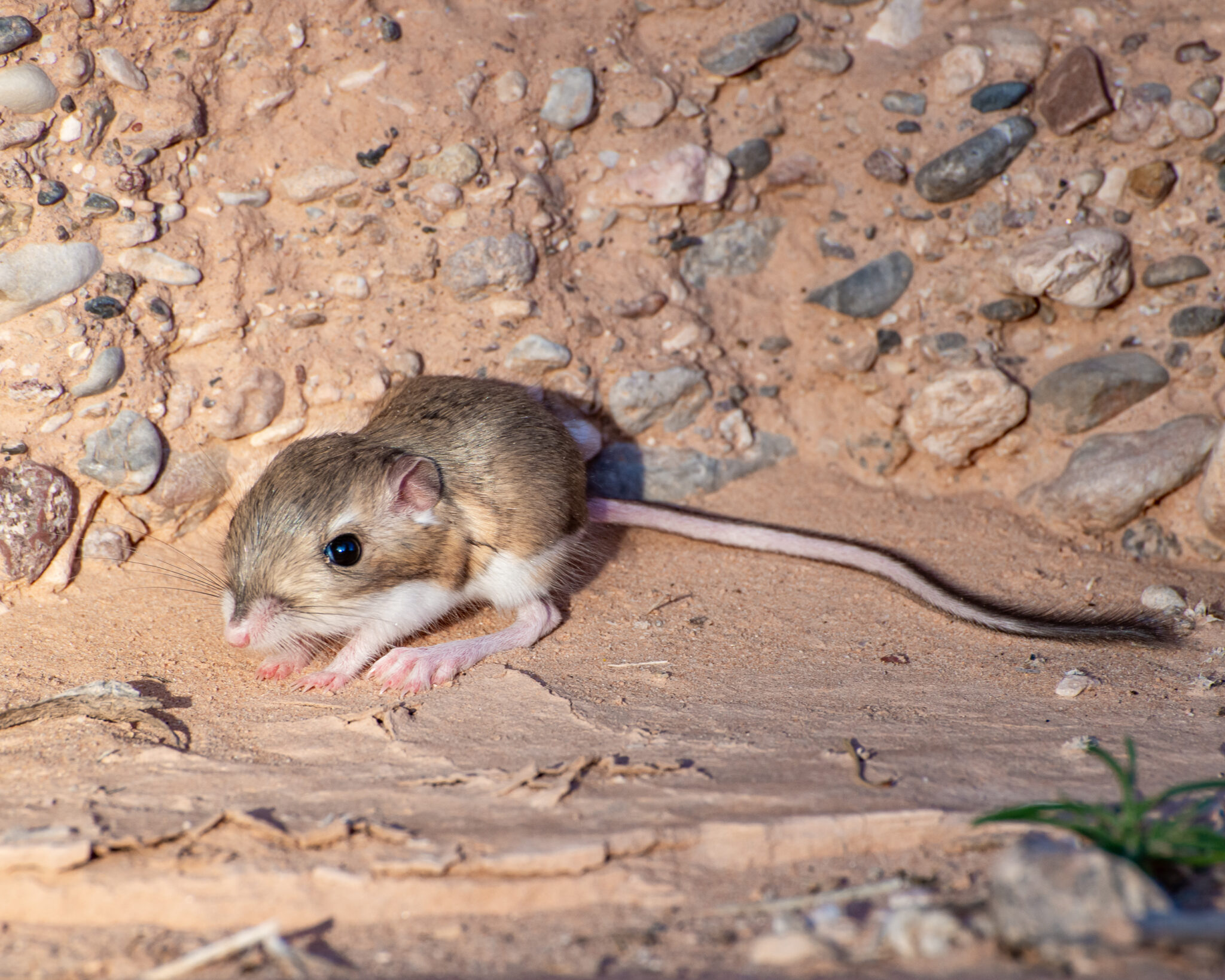 Kangaroo Mouse - A-Z Animals