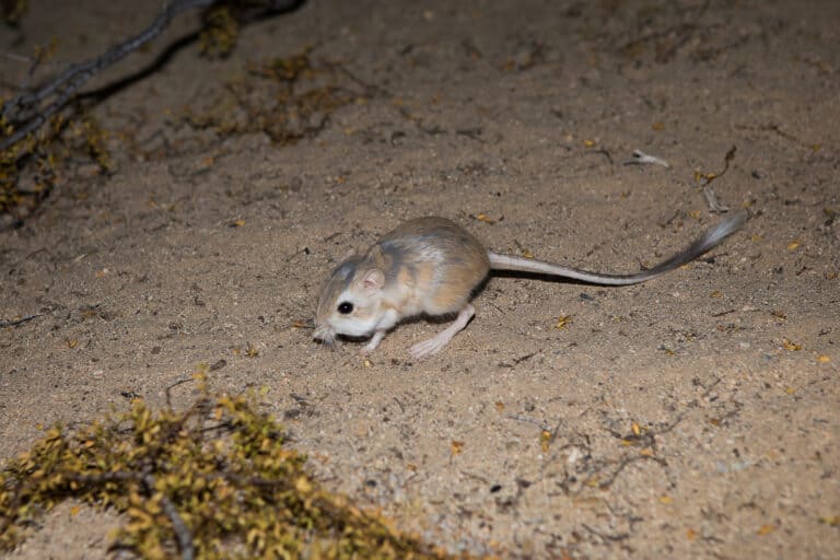 nocturnal kangaroo mouse