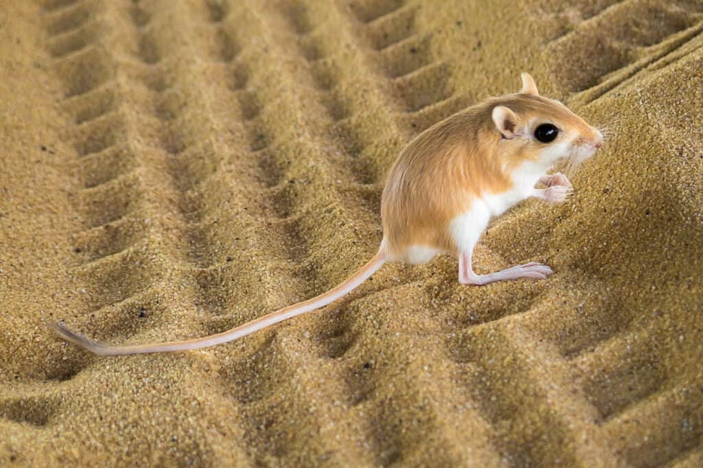 pale kangaroo mouse