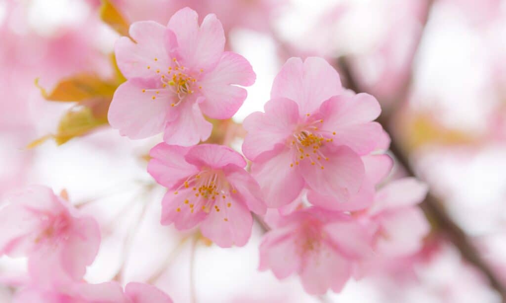 Plum blossom vs cherry blossom
