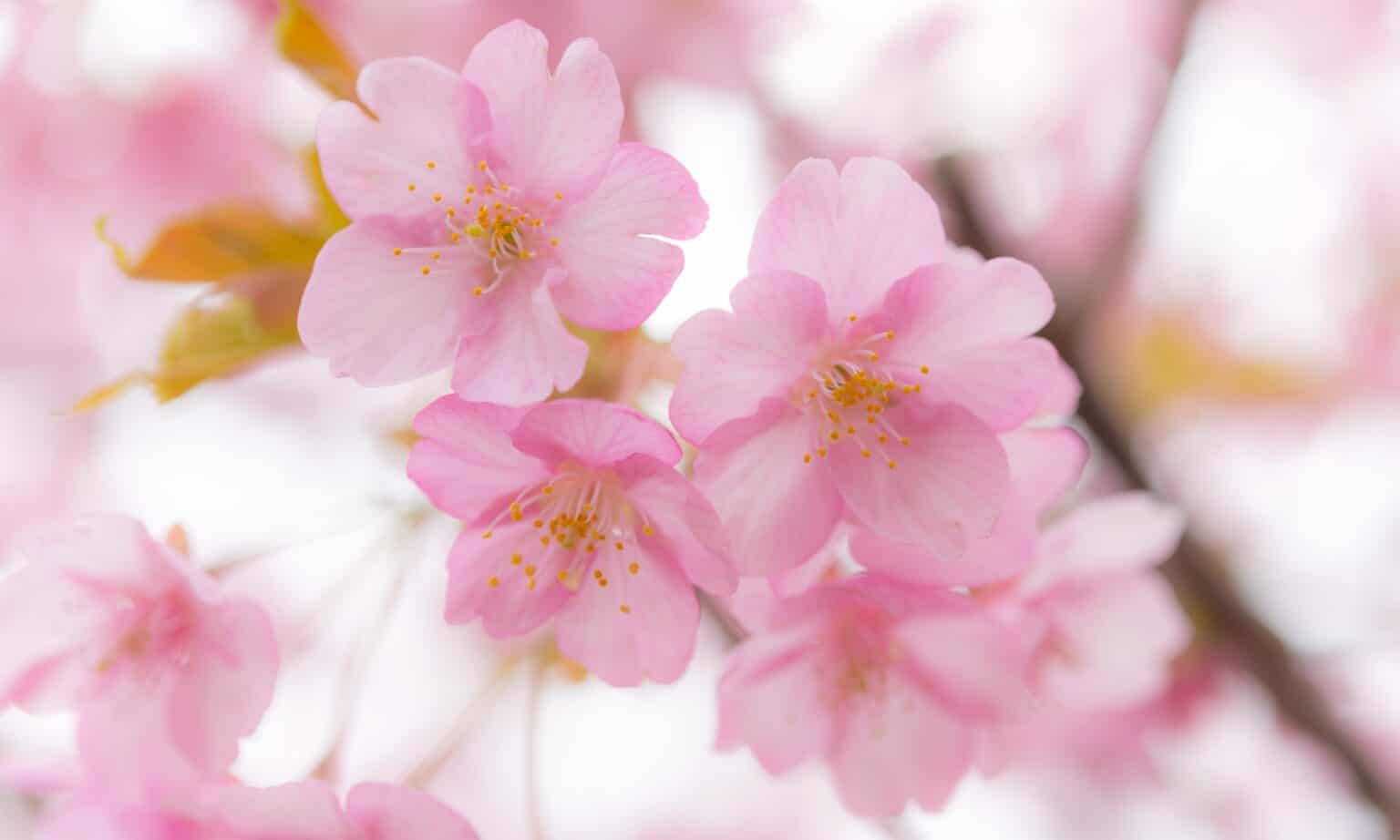 Cherry Blossoms in North Carolina: When They Bloom and Where to See ...