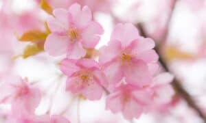 Plum Blossom vs Cherry Blossom: Is There a Difference? Picture