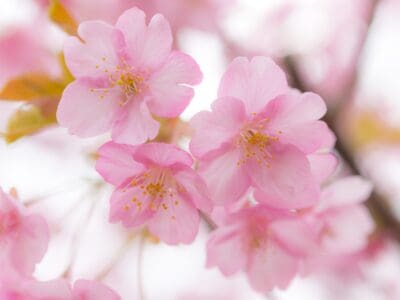 A Plum Blossom vs Cherry Blossom: Is There a Difference?