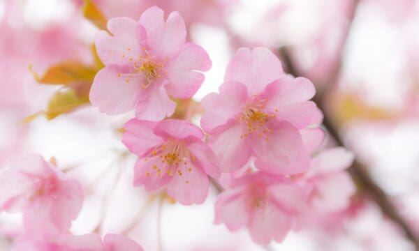 Can Cherry Blossom Trees Grow in Florida? It Depends on Where You Are ...