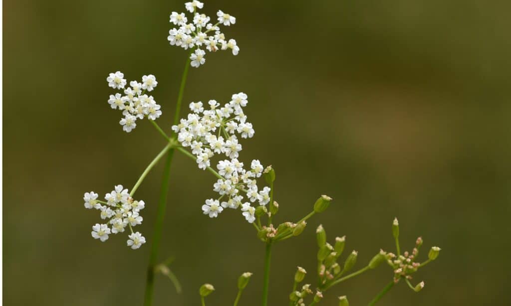 Caraway vs Fennel