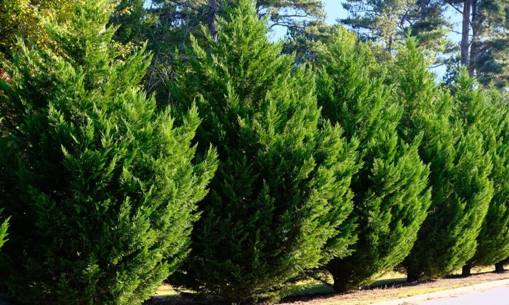 Leyland cypress trees in a row forming a natural barrier