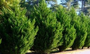 Green Giant Arborvitae vs Leyland Cypress: What’s the Difference? Picture