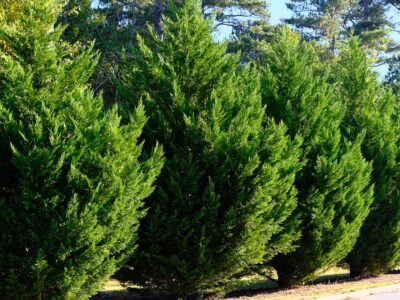 A Green Giant Arborvitae vs Leyland Cypress: What’s the Difference?