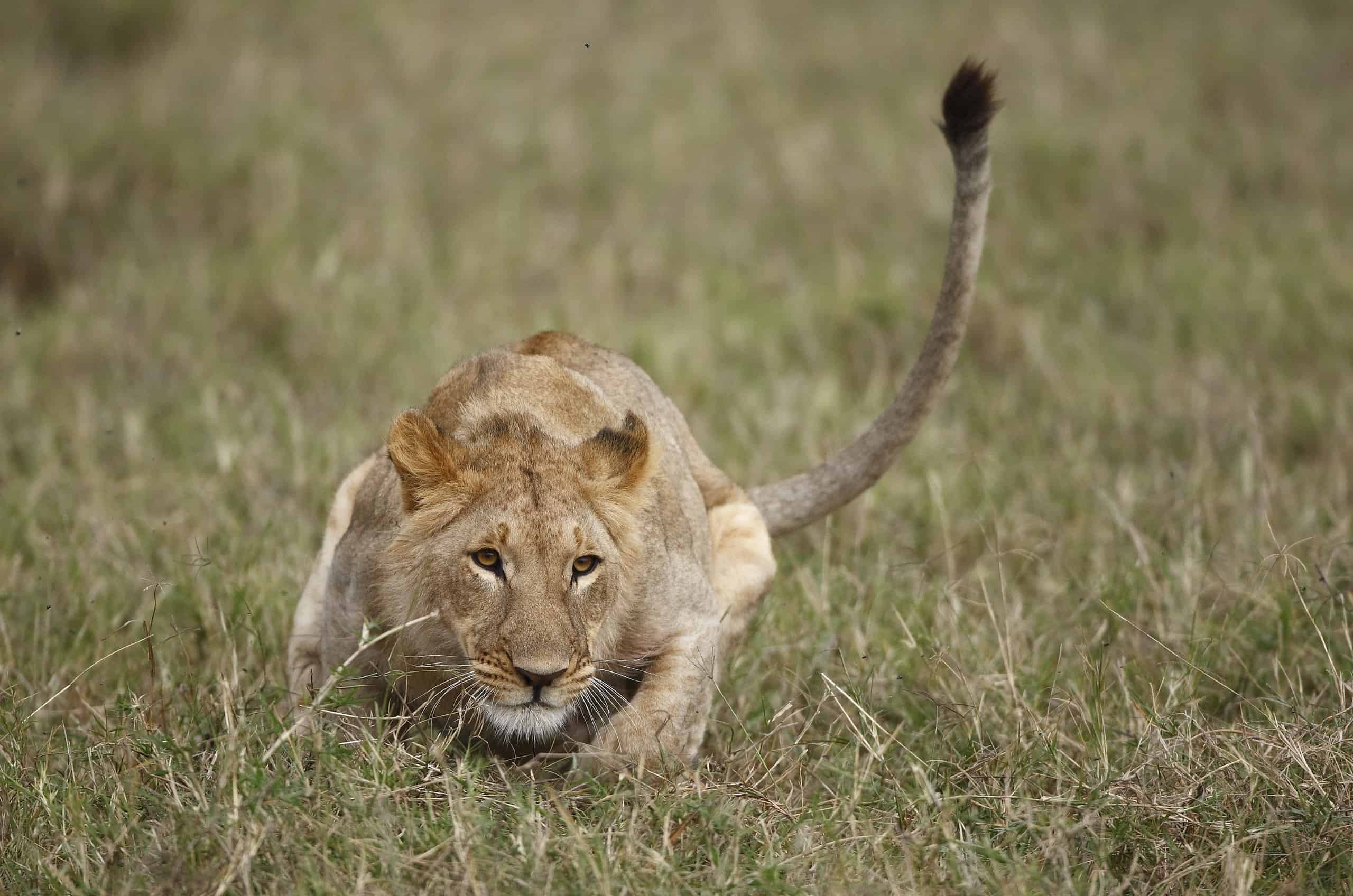 Lone Lion Waits Behind a Hill Before Ambushing a Surprised Wildebeest