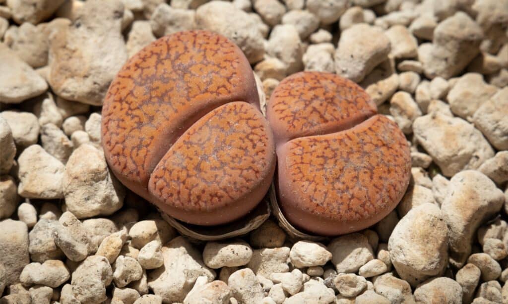 Lithops are succulents known for their stone-like appearance