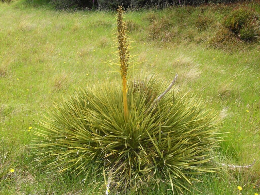 Aciphylla aurea plant