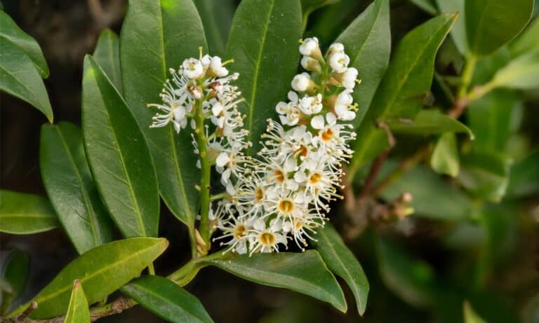 Skip Laurel vs Cherry Laurel: Is There a Difference? - A-Z Animals