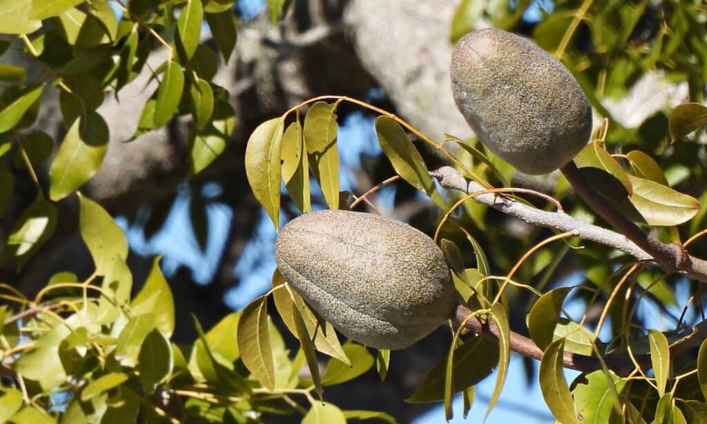 mahogany tree fruits