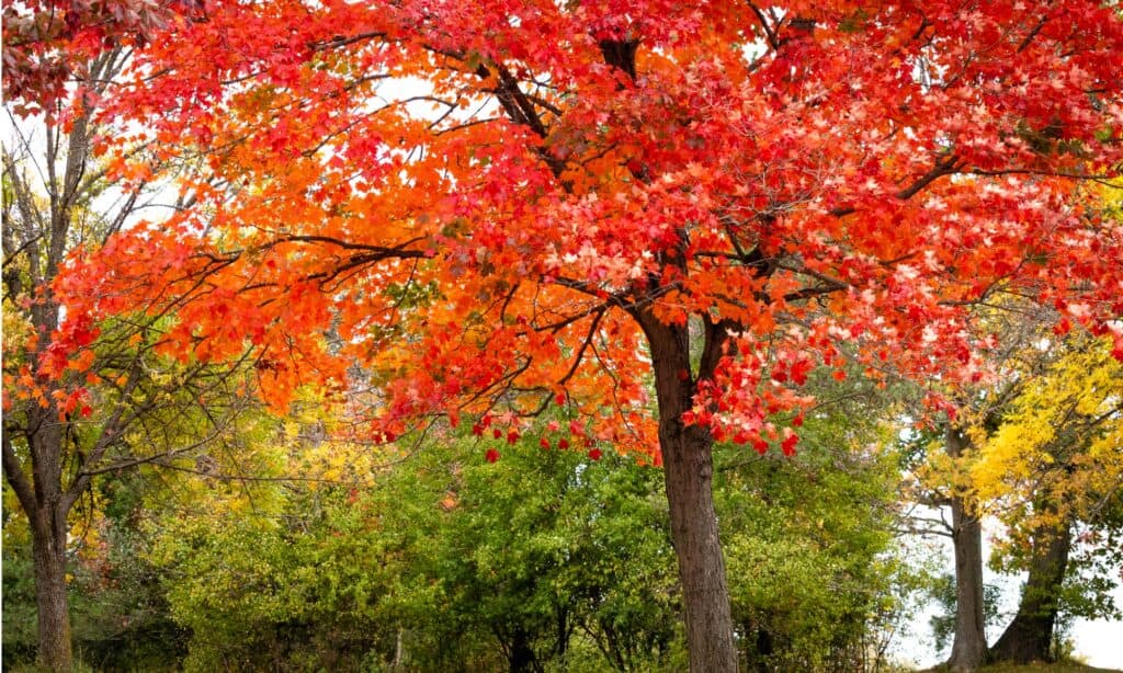 red maple in fall