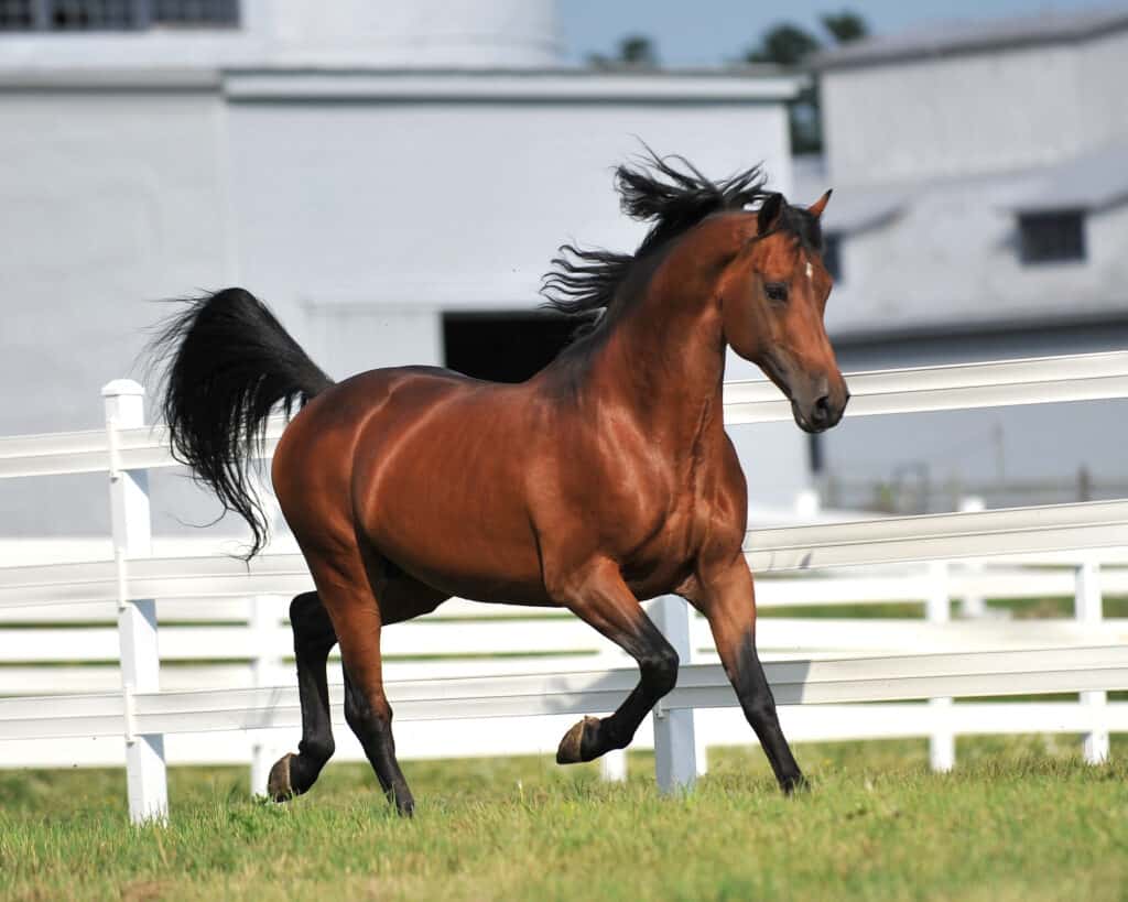 A brownish-red horse with a dark brown tail and mane running around a grassy paddock, a white rat fence in the near background., blurry outbuildings are seen beyond the fence. 
