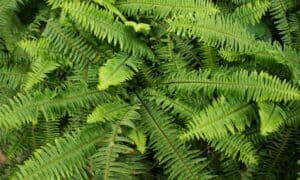 Kimberly Queen Fern vs Boston Fern: What’s the Difference? Picture