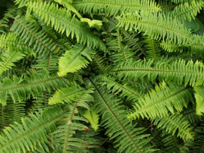 A Kimberly Queen Fern vs Boston Fern: What’s the Difference?
