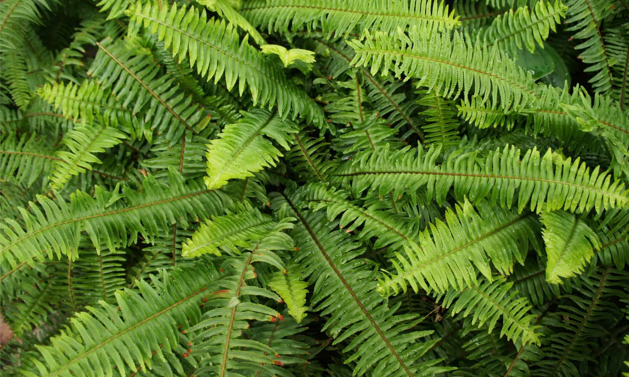 closeup kimberly queen fern leaves