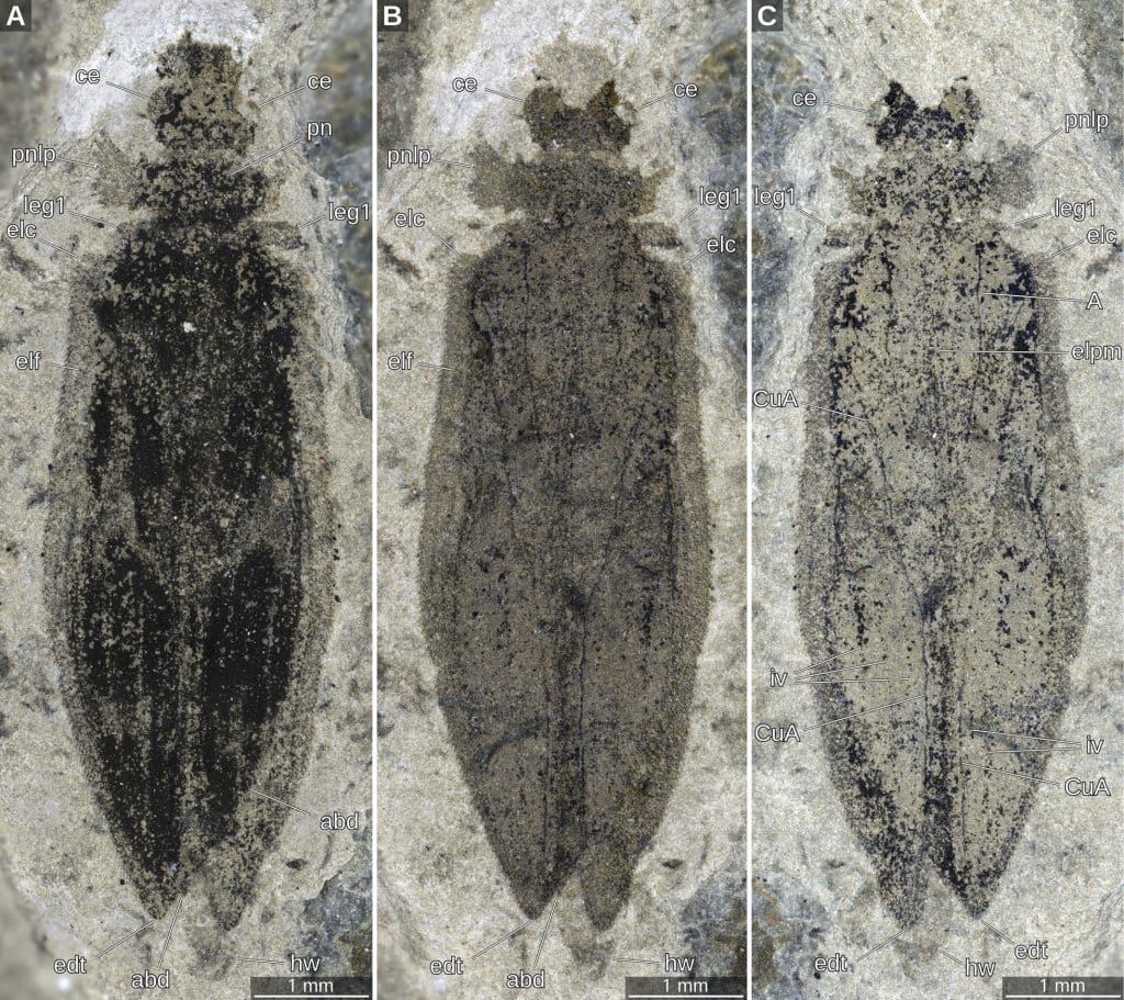 Coleopsis archaica, holotype oldes beetle fossil