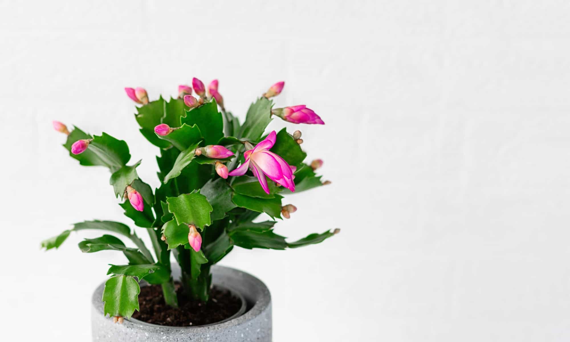 thanksgiving cactus isolated in pot