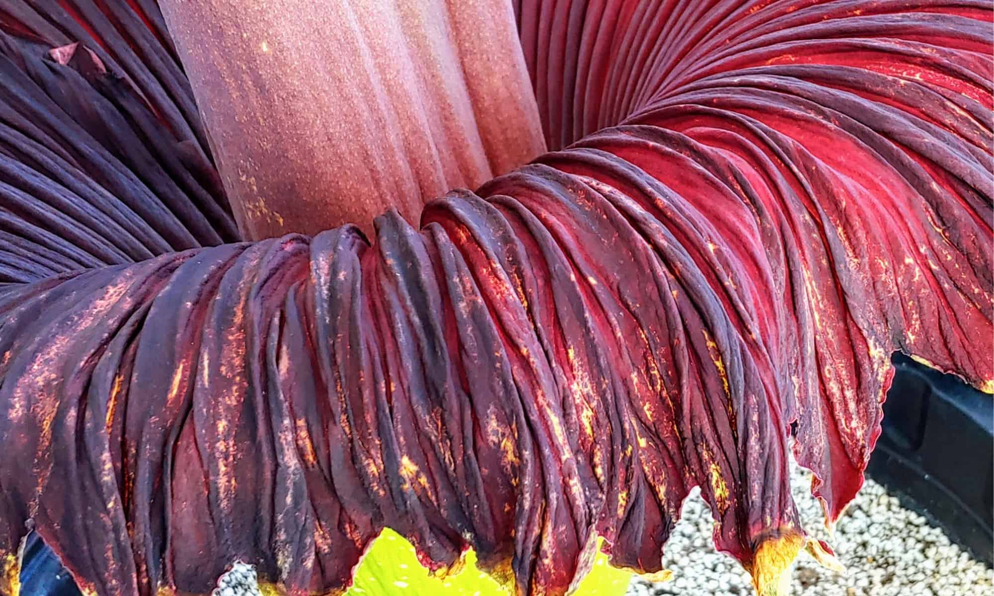 the-titan-arum-why-does-this-plant-smell-like-death