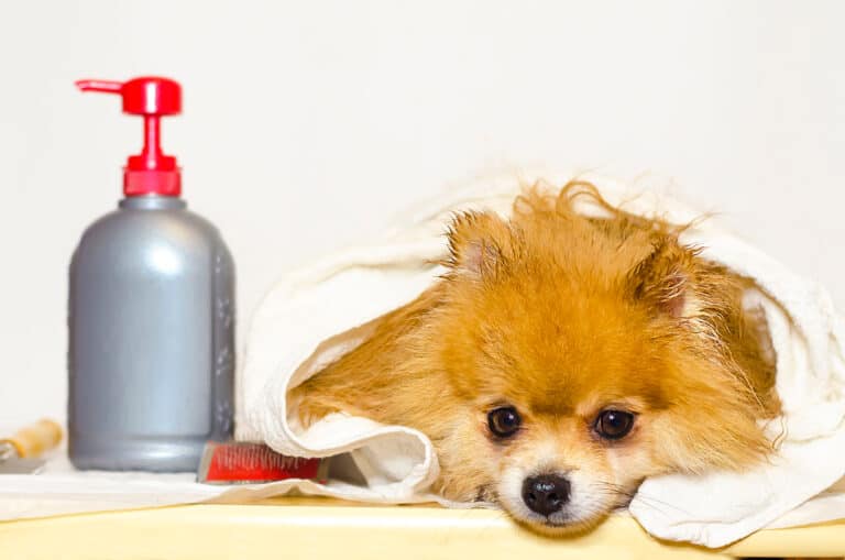 pom with lotion