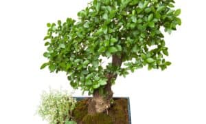 Privet Bonsai Tree: Complete Care & Growing Instructions Picture
