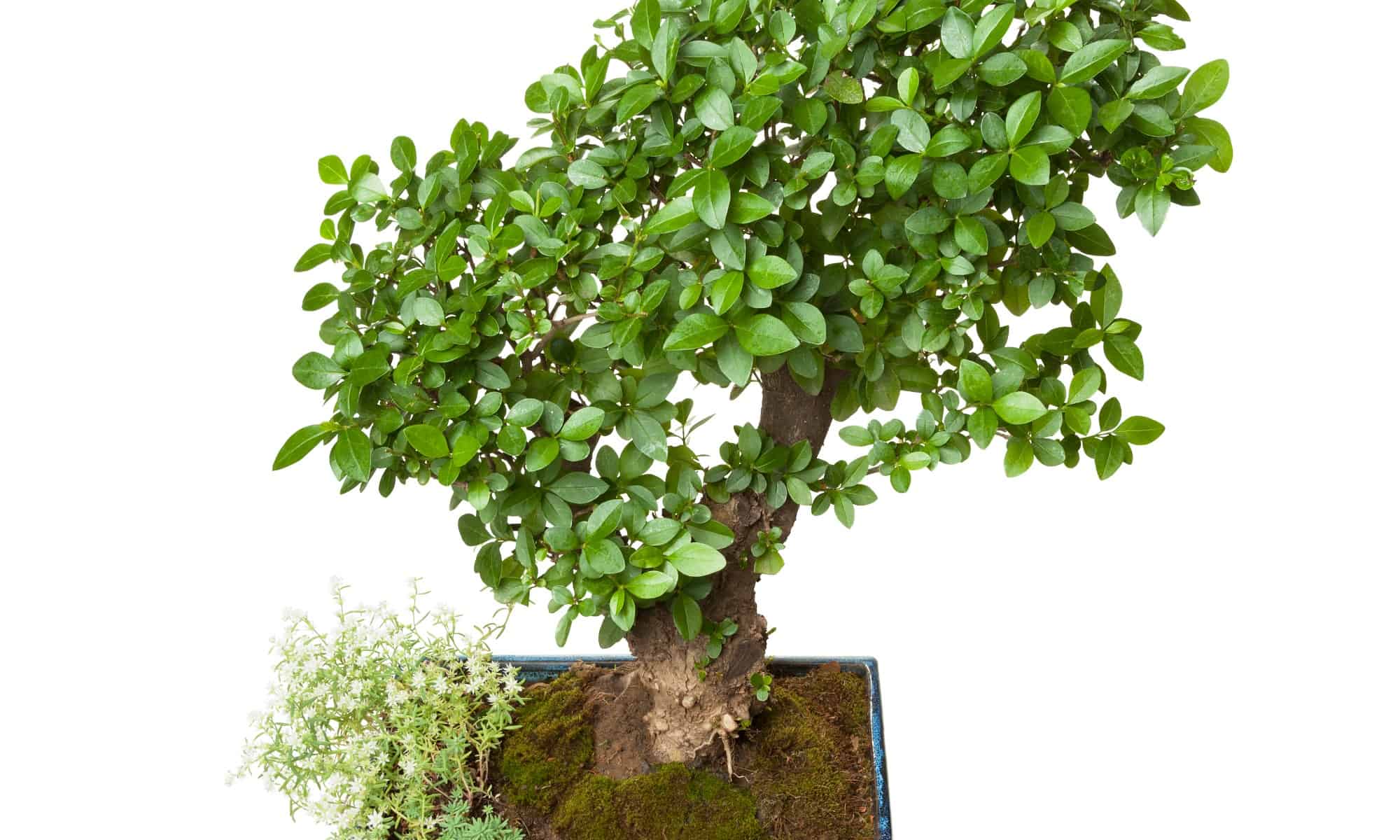 privet bonsai isolated on white background