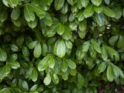 A Skip Laurel vs Cherry Laurel: Is There a Difference?