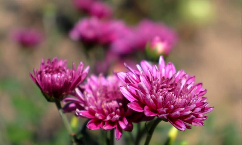 purple garden mum