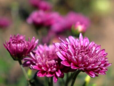 A The 18 Best Perennial Mums That Come Back Every Year