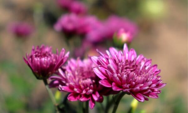 The 18 Best Perennial Mums That Come Back Every Year - A-Z Animals