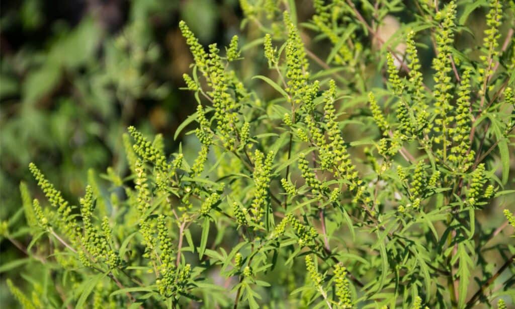 Goldenrod vs Ragweed