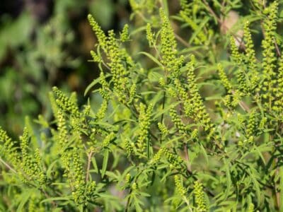A Mugwort vs. Ragweed: What’s the Difference?