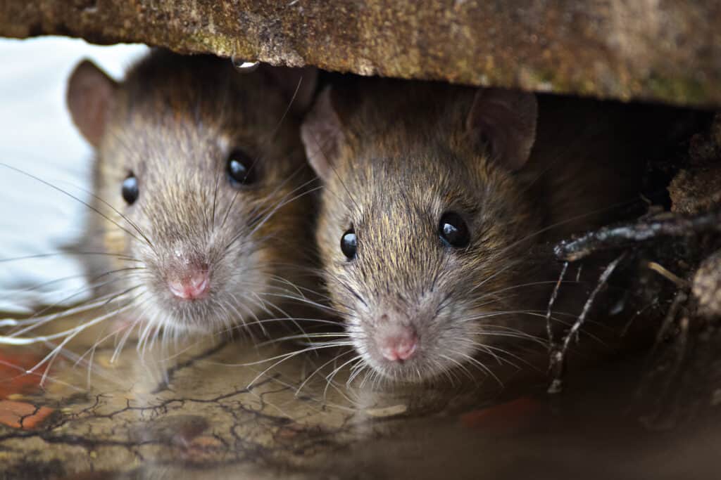 Rats under the cabinet.