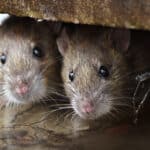 Are rats small? Keep reading to learn about their levels of empathy, friendliness, ingenuity and a whole lot more! 