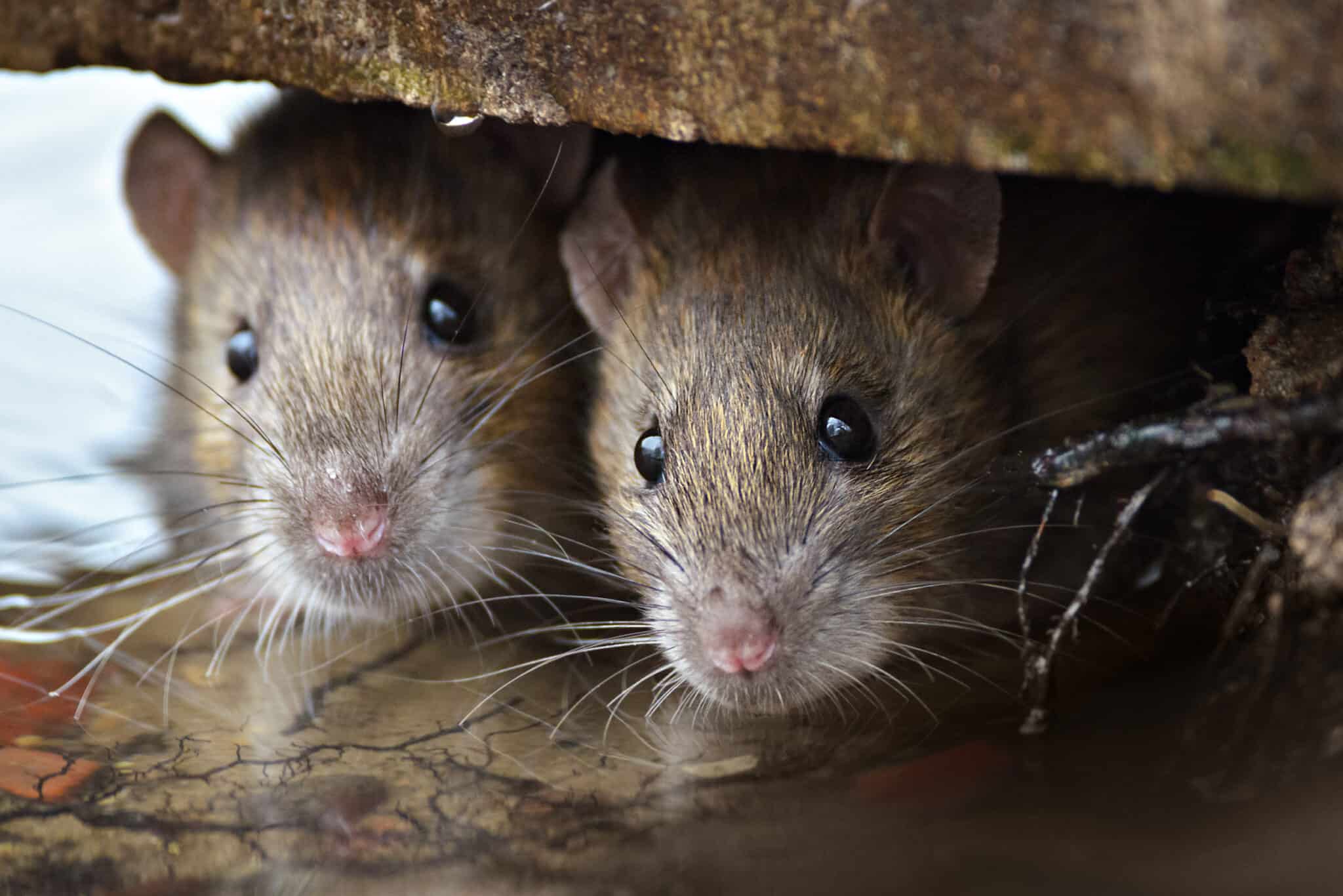 Discover the 3 Largest Rats In England (And Where You Might Encounter ...