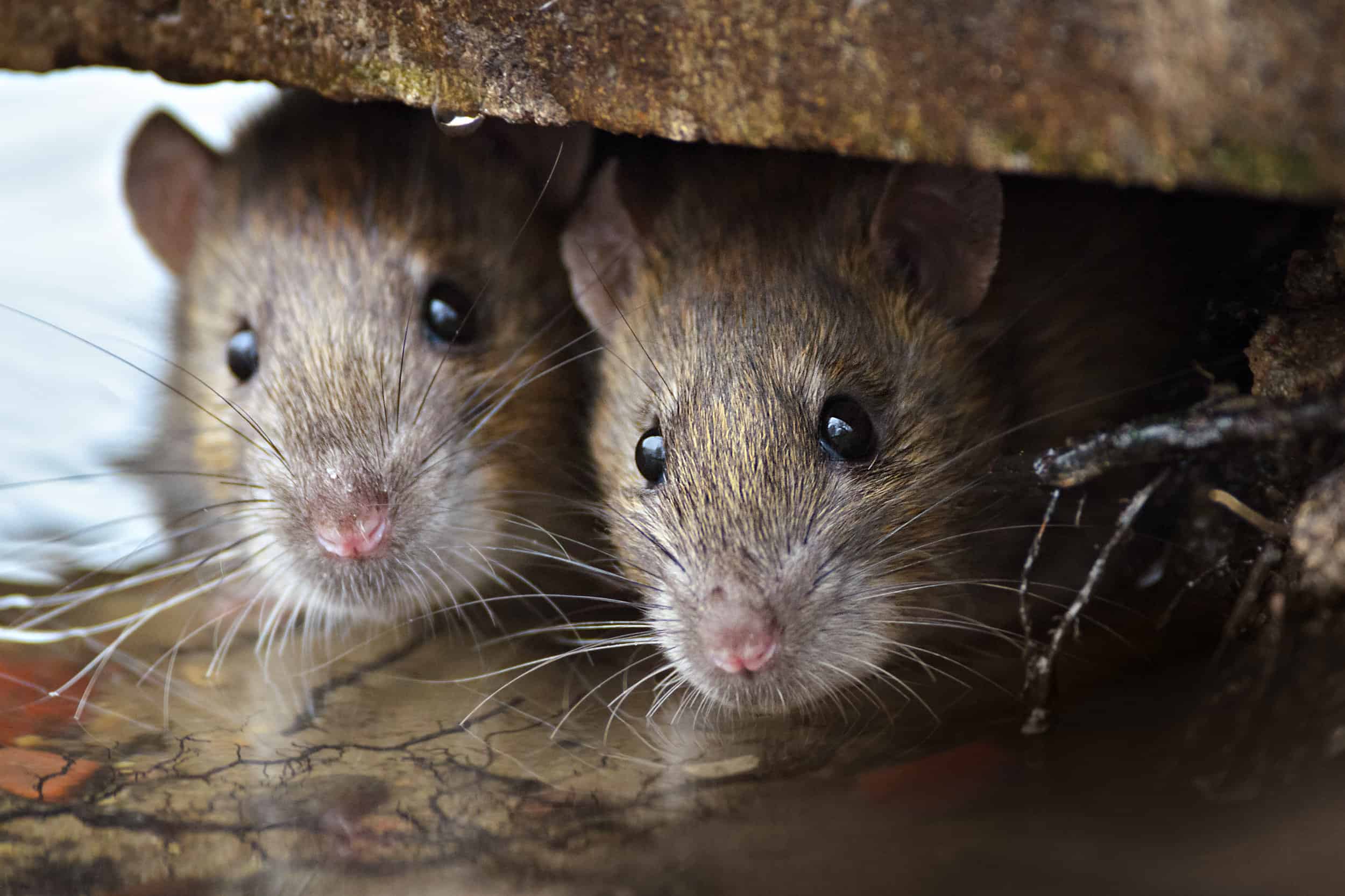 Two brown rats peeking out from a hiding place