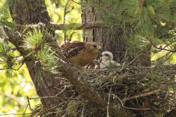 Most hawk species lay between 2 and 7 eggs in each clutch.