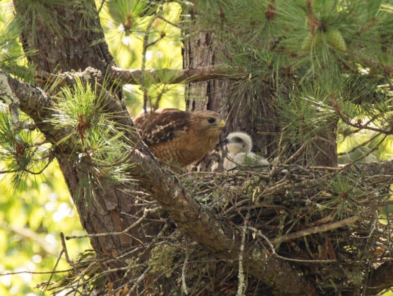Red shouldered hawk and baby in nest in tree
