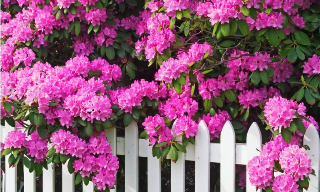 rhododendrons and fence