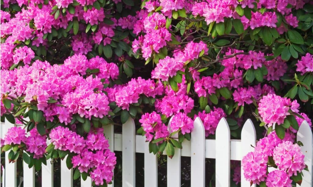 Rhododendron vs Azalea