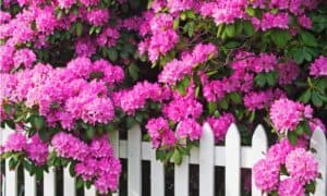 Rhododendron vs Azalea: Is There a Difference? Picture