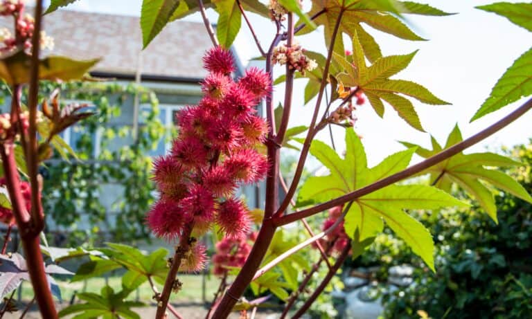 castor oil plant
