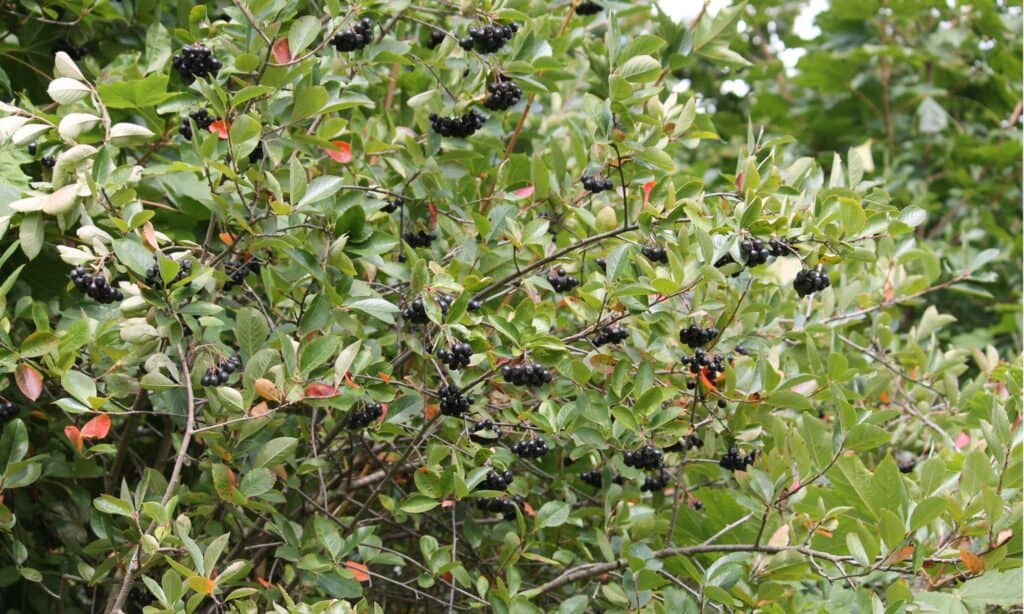 chokeberry bush