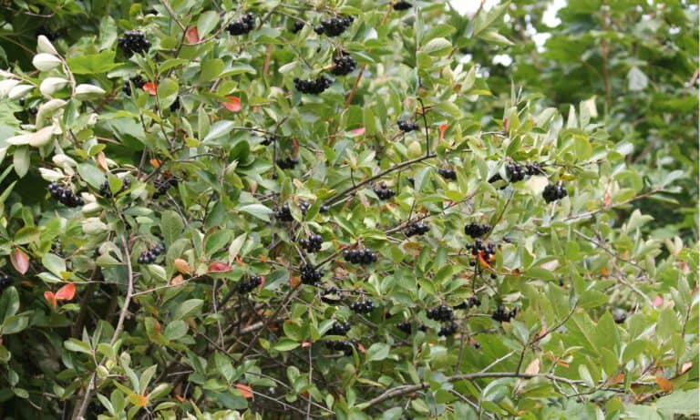 chokeberry bush
